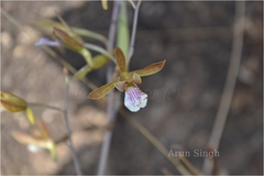 Eulophia epidendraea